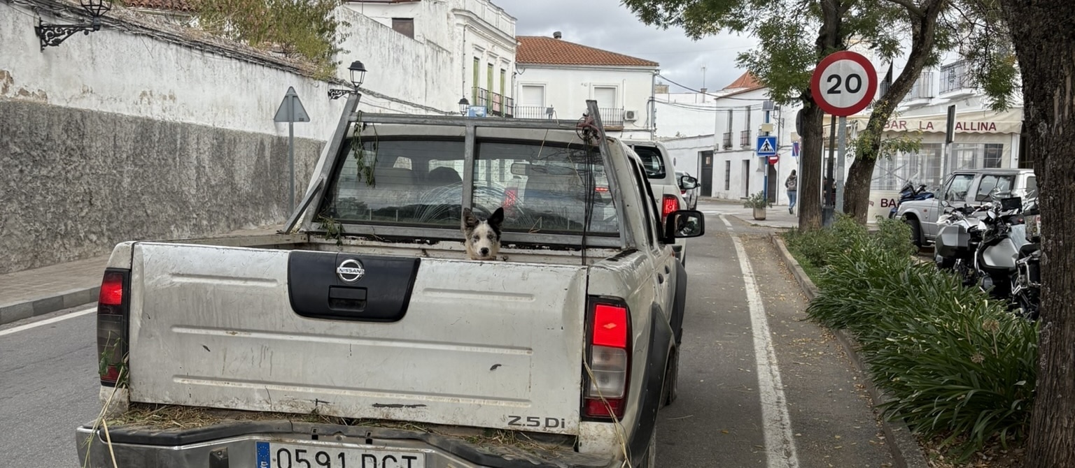 A small farm dog sitting in the back of a straw-filled pickup truck