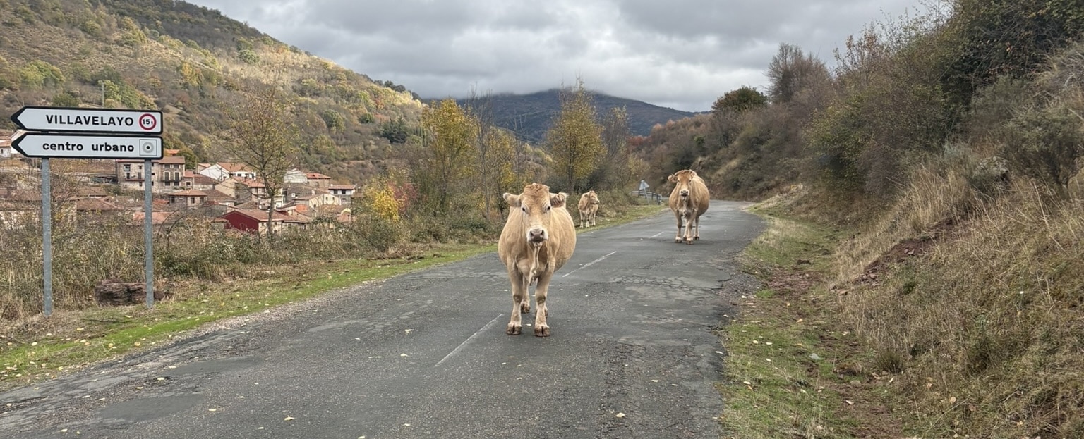 Several cows wandering freely on a narrow mountain road with broken asphalt. The cows appear unbothered by the cyclist's presence on the winding road surrounded by hills.