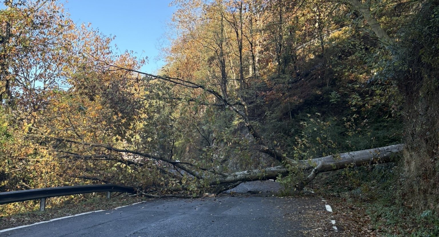 A large tree fallen across a road, blocking the entire way